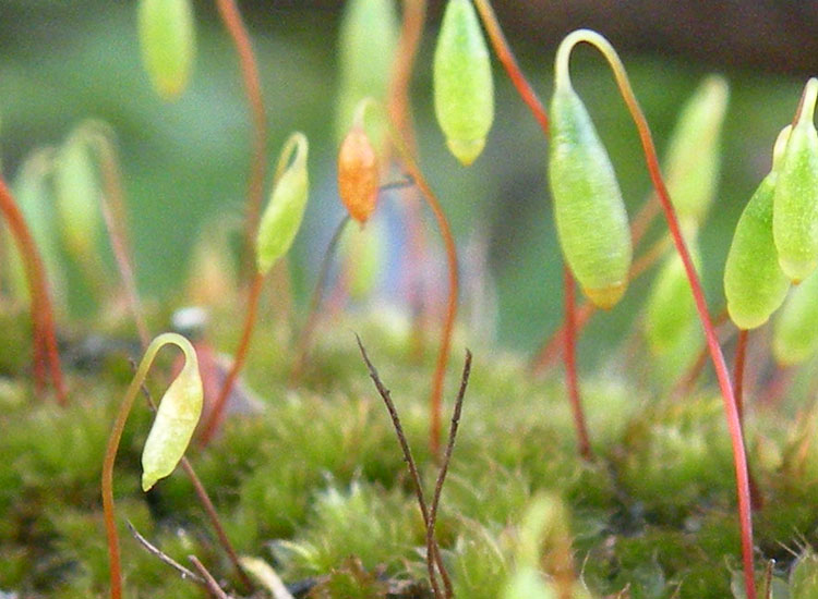 Potrebbe essere Bryum caespiticium?